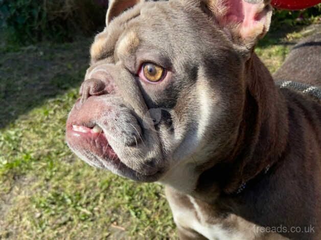 Lilac English bulldog for sale in Newport, Shropshire - Image 3