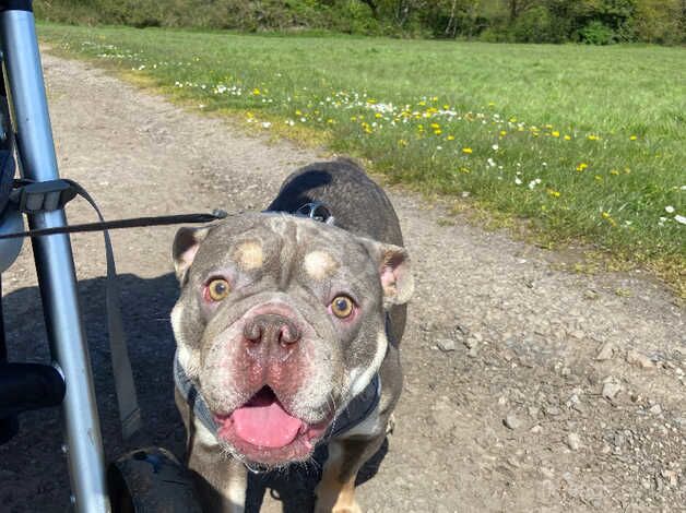 Lilac English bulldog for sale in Newport, Shropshire - Image 5