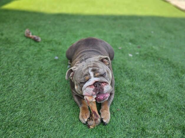 Lilac female bulldog for sale in South Ockendon, Essex