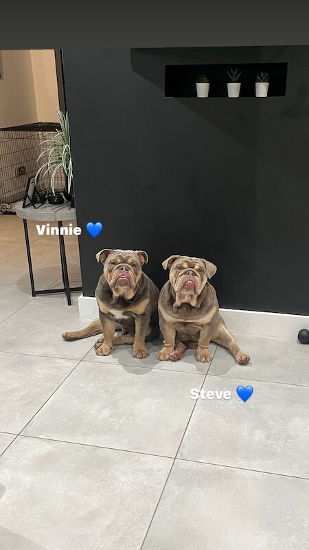 Lilac & Tan fullsuit male bulldogs for sale in Tamworth, Staffordshire