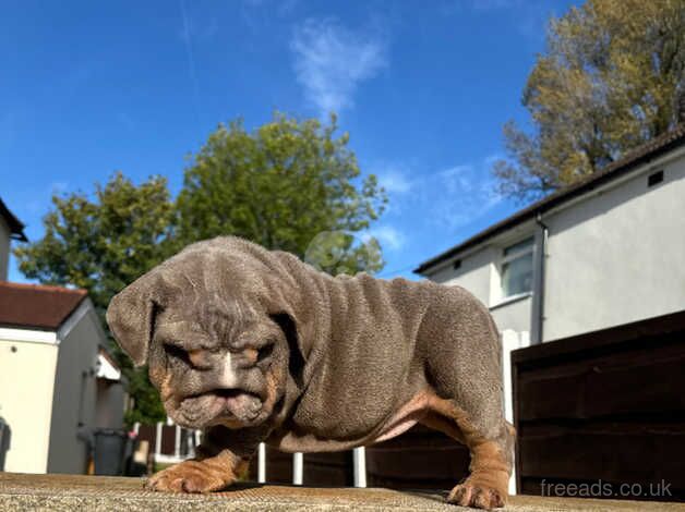 Lilac tri female British bulldog for sale in Manchester, Greater Manchester