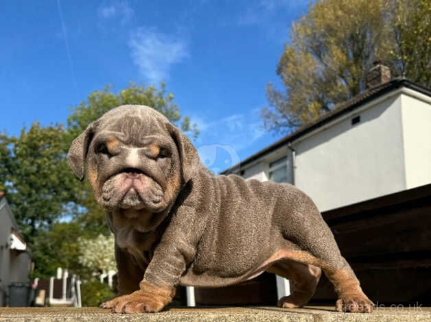 English Bulldogs for sale in Manchester, Greater Manchester