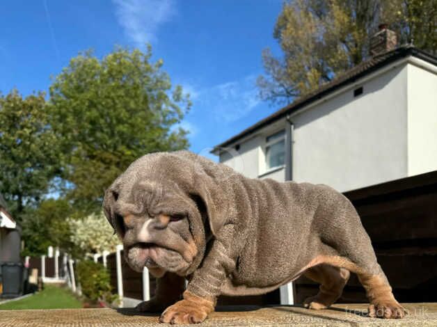 Lilac tri female British bulldog for sale in Manchester, Greater Manchester - Image 3