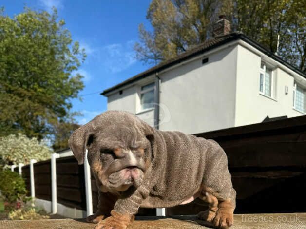 Lilac tri female British bulldog for sale in Manchester, Greater Manchester - Image 4