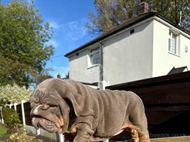 Lilac tri female British bulldog for sale in Manchester, Greater Manchester - Image 5