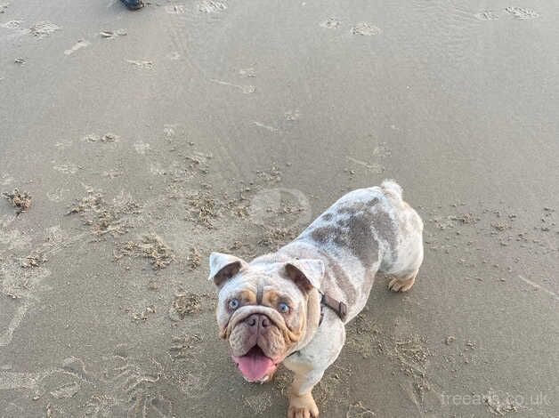 Lilac tri merle girl for sale in Port Talbot, Neath Port Talbot