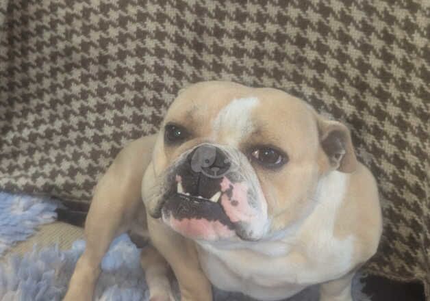 Lovely friendly British bulldog for rehoming for sale in Dungannon, Dungannon