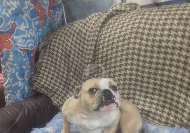 Lovely friendly British bulldog for rehoming for sale in Dungannon, Dungannon - Image 2