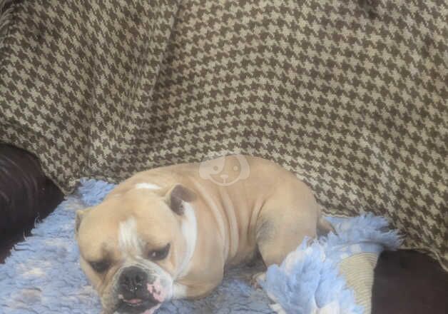 Lovely friendly British bulldog for rehoming for sale in Dungannon, Dungannon - Image 3