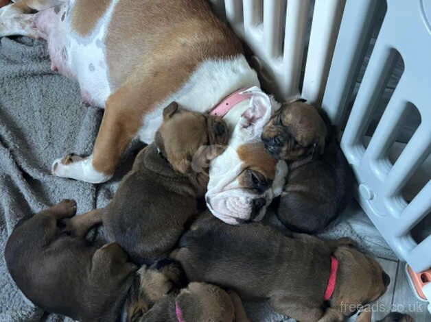 Bulldog Puppies for sale in Lincolnshire