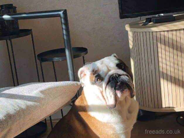 Male English bulldog for sale in Edinburgh, City of Edinburgh