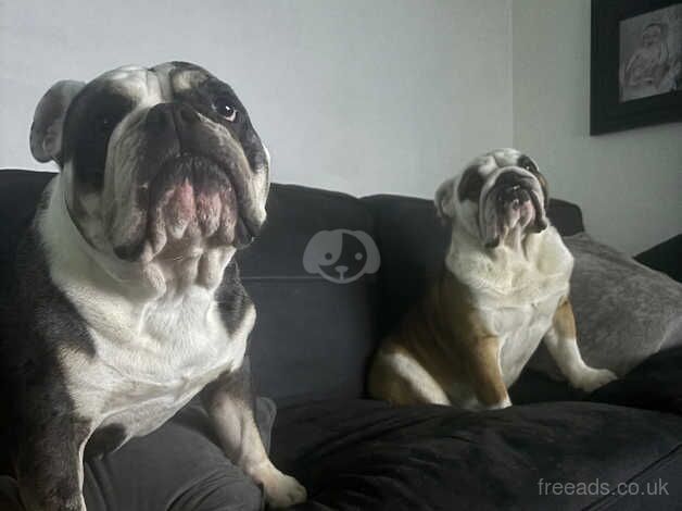 Male English bulldog for sale in Edinburgh, City of Edinburgh - Image 2