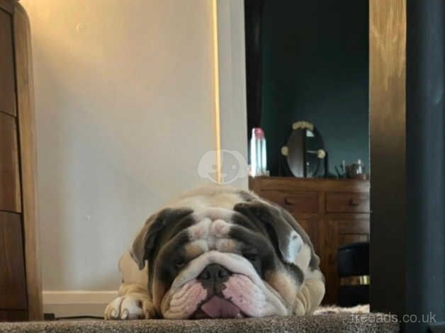 Male English Bulldog for sale in Halifax, West Yorkshire