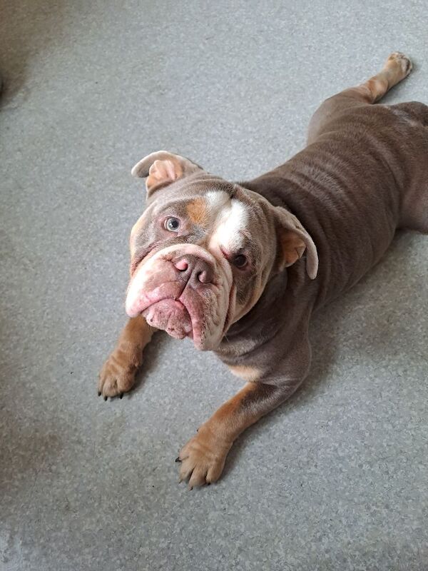 Male olde English bulldog for sale in Bozeat, Northamptonshire - Image 3