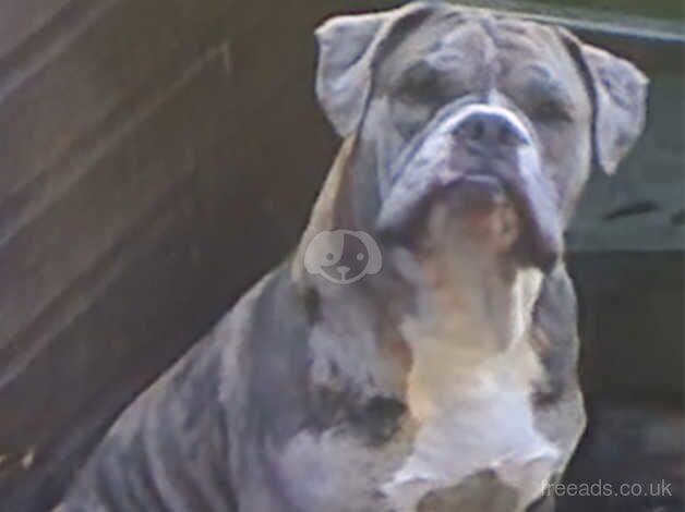 Male olde English bulldog for sale in Oldbury, West Midlands