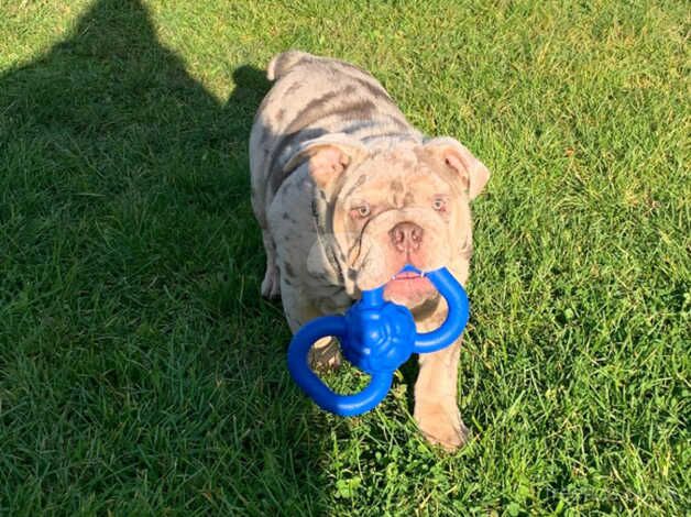 Merle English Bulldog for sale in Wednesbury, West Midlands