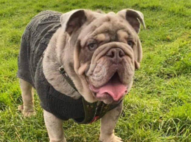 English Bulldogs for sale in Wednesbury, West Midlands