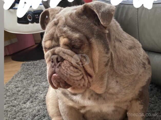 Merle English Bulldog for sale in Wednesbury, West Midlands - Image 3