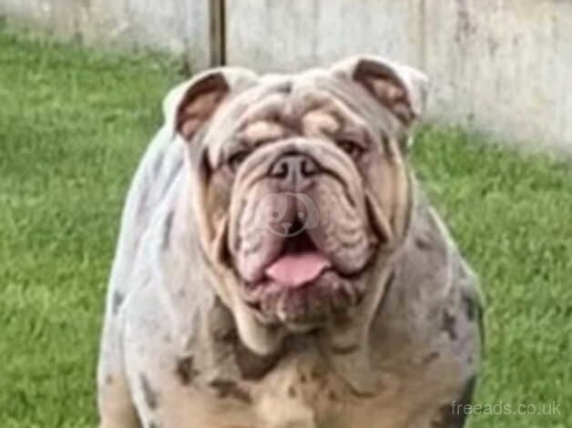 Merle English Bulldog for sale in Wednesbury, West Midlands - Image 4