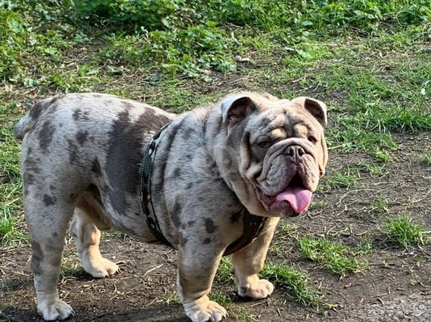 Merle English Bulldog for sale in Wednesbury, West Midlands - Image 5