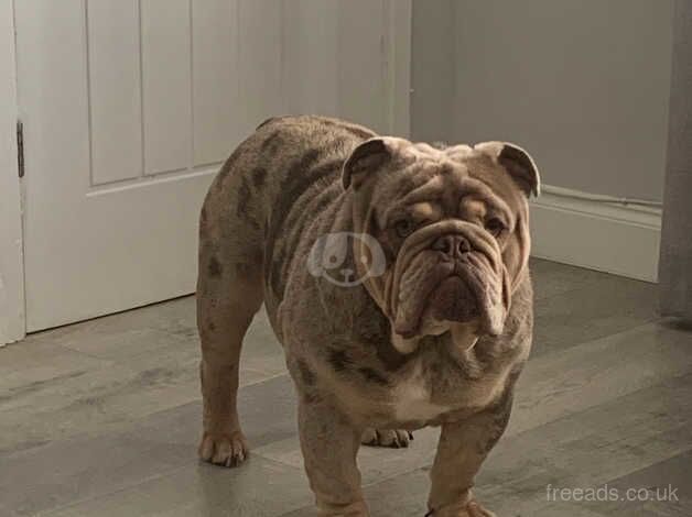 Merle English bulldog for sale in Wednesbury, West Midlands