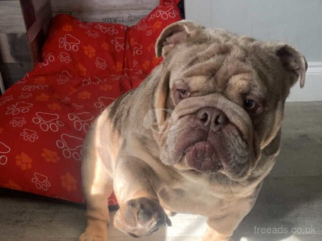 Merle English bulldog for sale in Wednesbury, West Midlands - Image 2