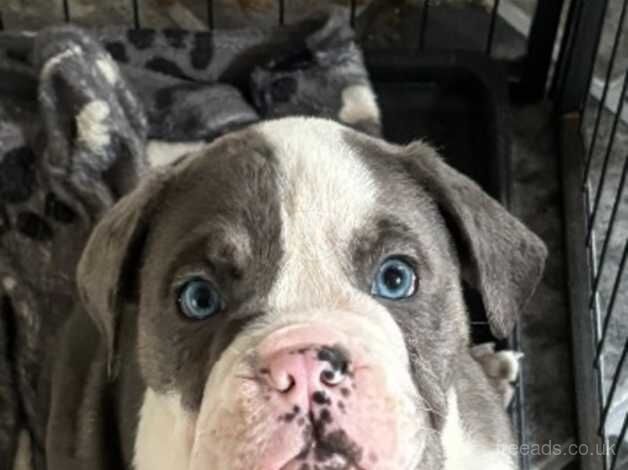 Old English bull dog puppies for sale in Bonnyrigg, Midlothian - Image 2