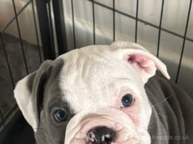 Bulldog Puppies for sale in Midlothian