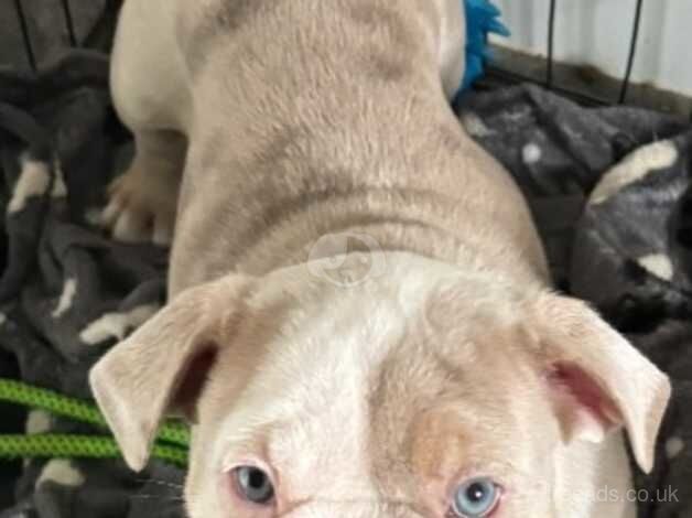 Bulldog Puppies for sale