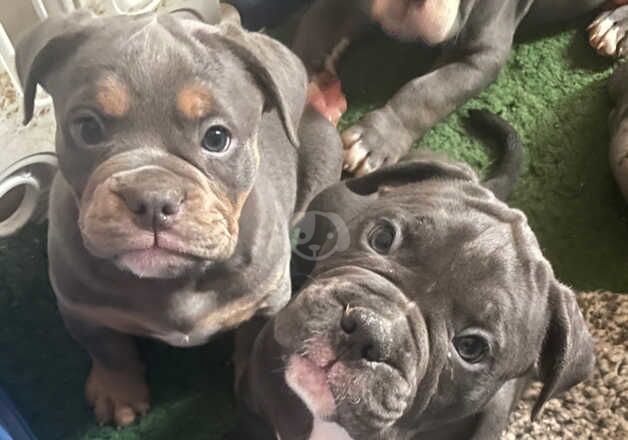 Old English bulldog girls for sale in Portsmouth, Hampshire - Image 3