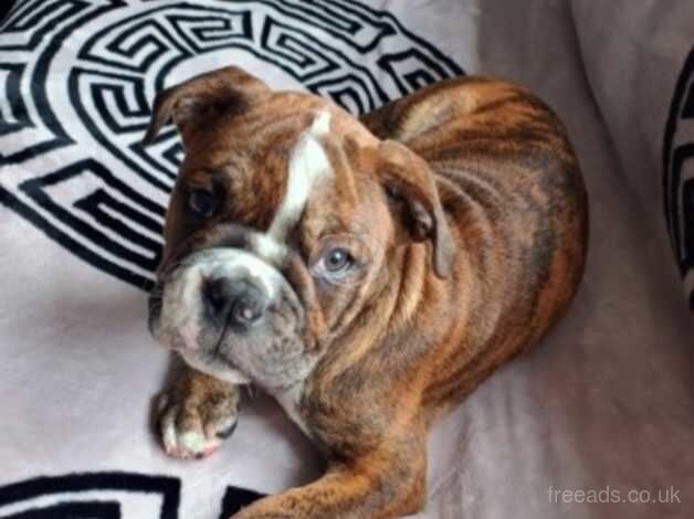 Old English bulldog for sale in Birmingham, West Midlands