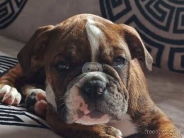 English Bulldogs for sale in Birmingham, West Midlands