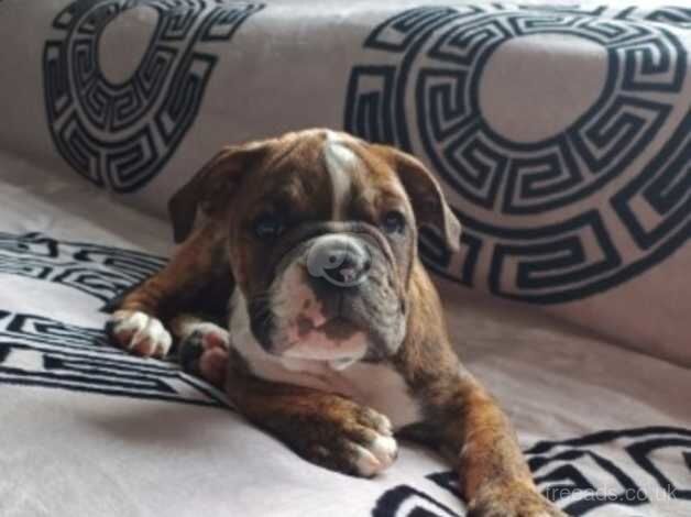 KC Registered Bulldog Puppies for sale in West Midlands