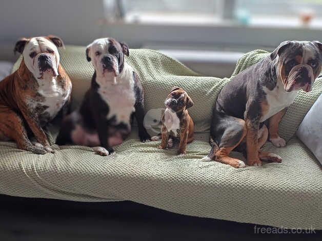 Bulldog Puppies for sale