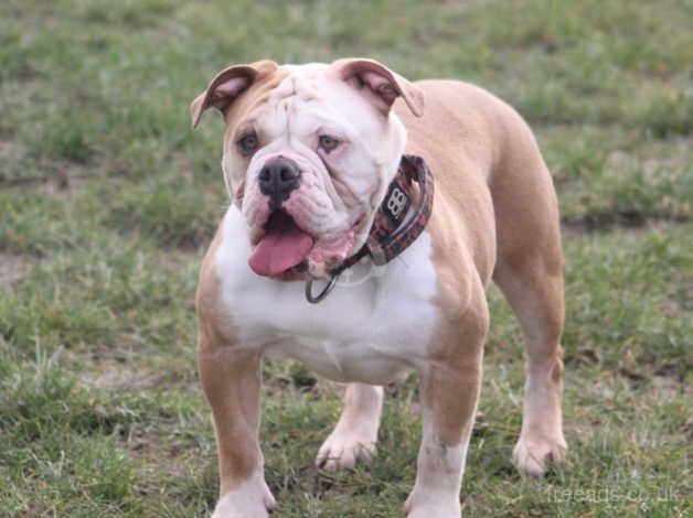 Old English bulldog for sale in Havant, Hampshire