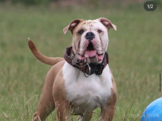 Old English bulldog for sale in Havant, Hampshire - Image 2