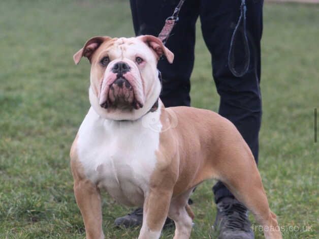 Old English bulldog for sale in Havant, Hampshire - Image 3