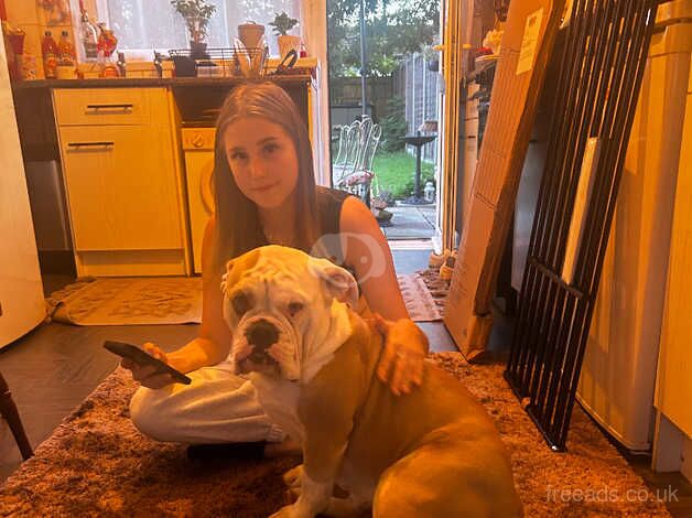 Old English bulldog for sale in Havant, Hampshire - Image 4