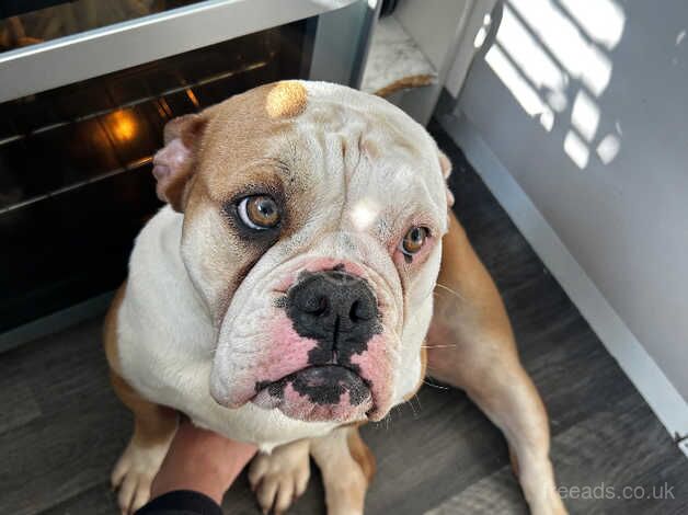 Old English bulldog for sale in Havant, Hampshire - Image 5