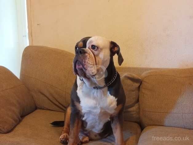 Old English bulldog for sale in Liverpool, Merseyside