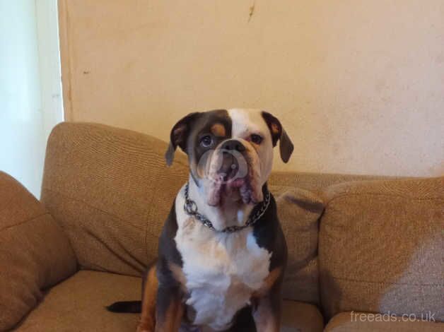 Old English bulldog for sale in Liverpool, Merseyside - Image 2