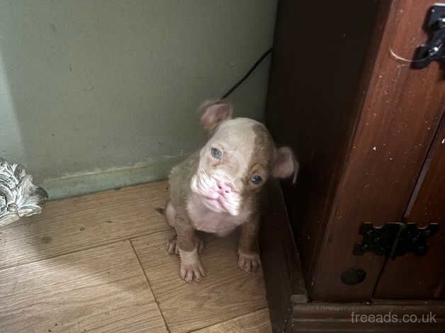 Old English bulldog for sale in Middlesbrough, North Yorkshire