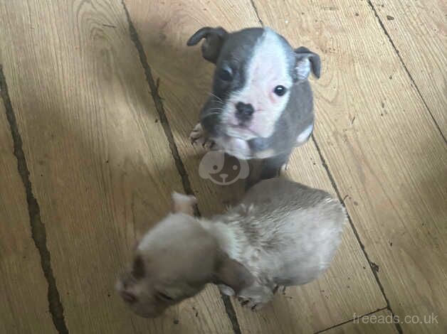 English Bulldogs for sale in Middlesbrough, North Yorkshire