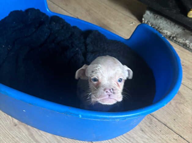 Bulldog Puppies for sale in North Yorkshire