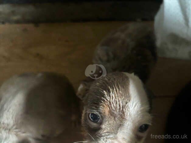 Old English bulldog for sale in Middlesbrough, North Yorkshire - Image 4