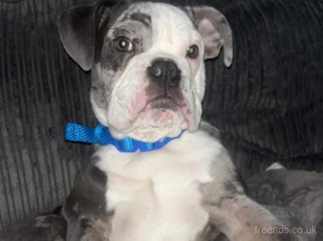 Old English bulldog for sale in Spennymoor, County Durham - Image 2