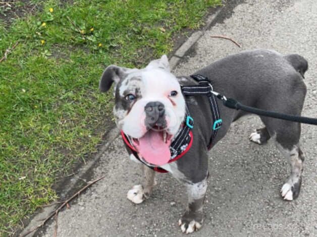 Old English bulldog for sale in Spennymoor, County Durham - Image 3