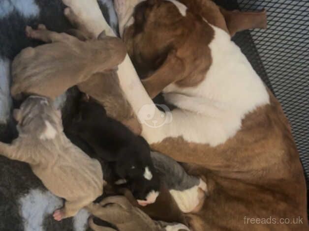 Bulldog Puppies for sale