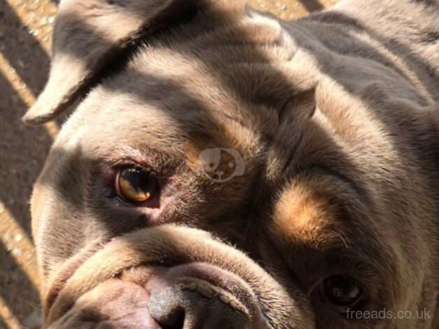 English Bulldogs for sale in Wisbech, Cambridgeshire