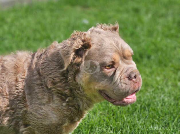 Old English bulldogs sisters for sale in Wisbech, Cambridgeshire - Image 4